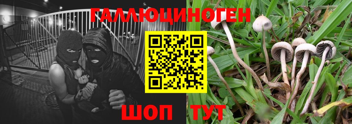 Псилоцибиновые грибы GOLDEN TEACHER Карачаевск